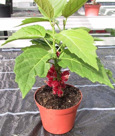 Goethea strictiflora - Bild mit freundlicher Genehmigung Prof Grüneberg