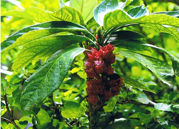  Goethea &nbsp;strictiflora - Orotava