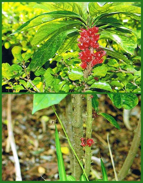 Goethea strictiflora